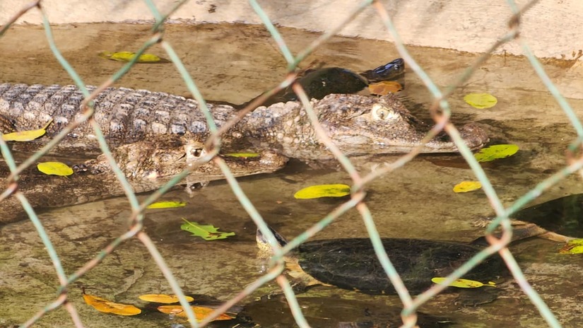 ZOOLOGICO-(2)