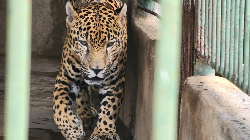 ZOOLOGICO-(4)