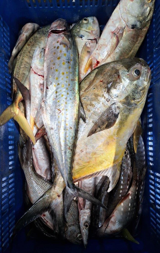 INPESCA16