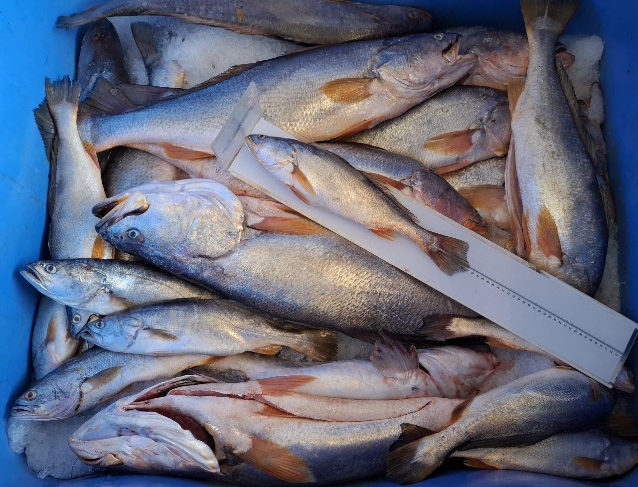 INPESCA4