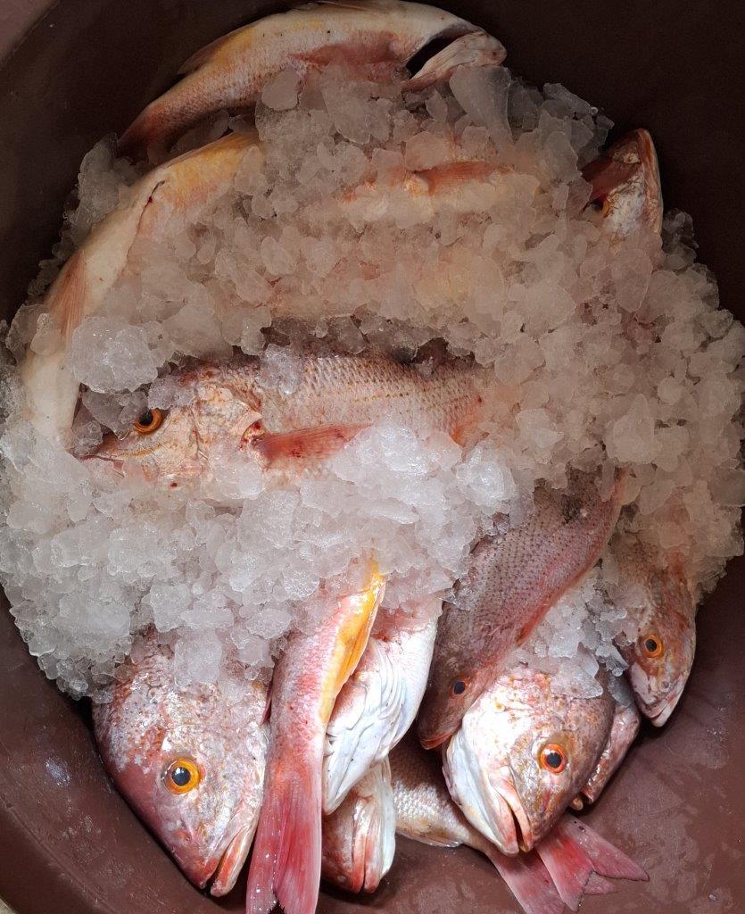 INPESCA6