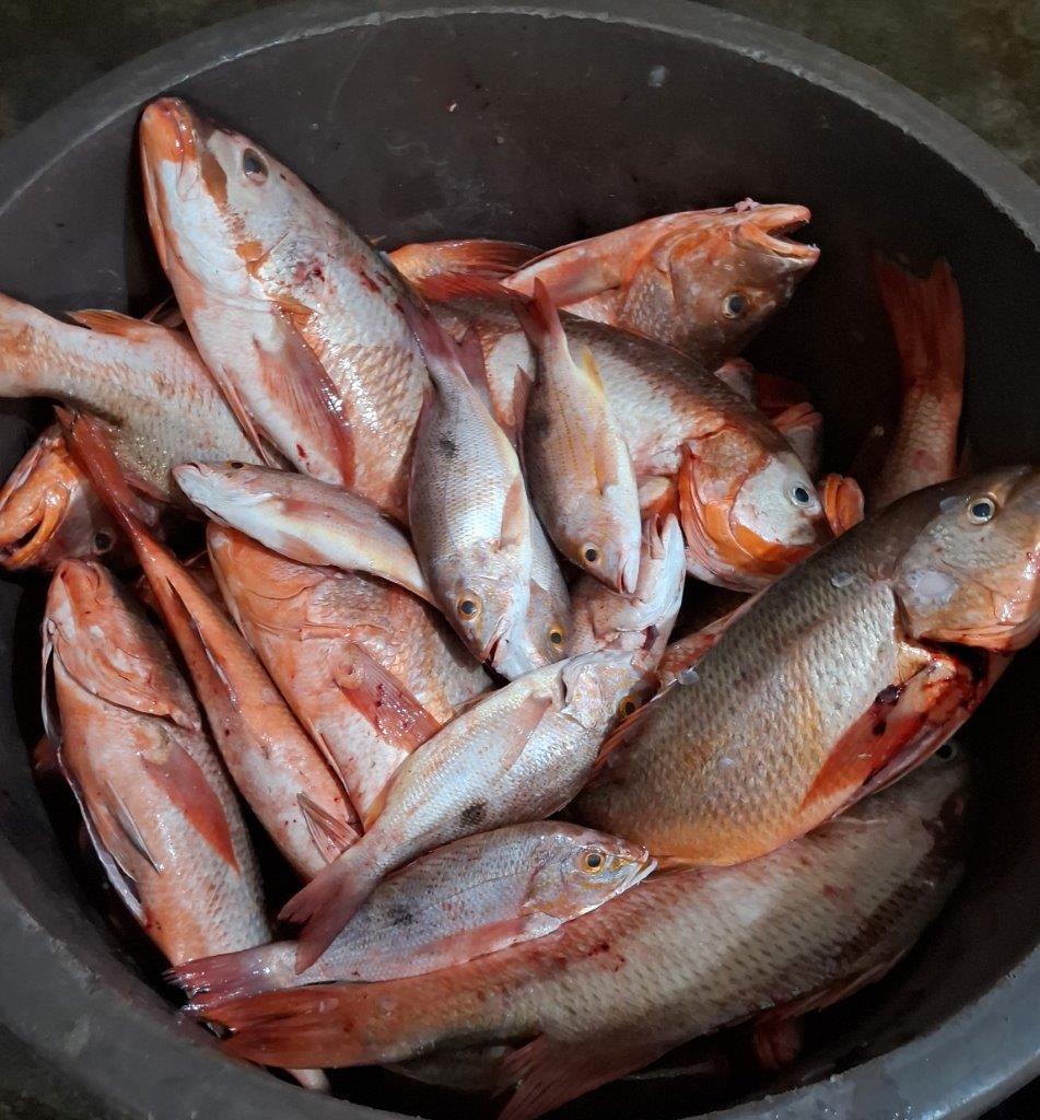 INPESCA8