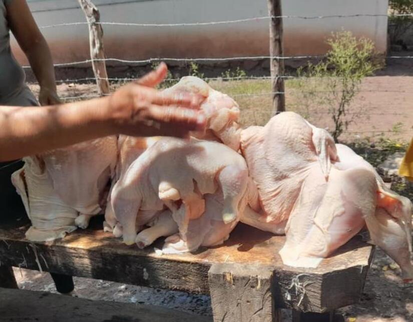 POLLO1