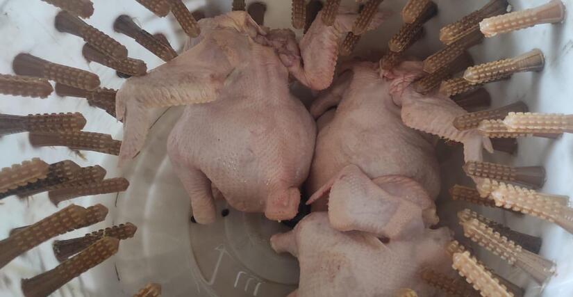 POLLO2
