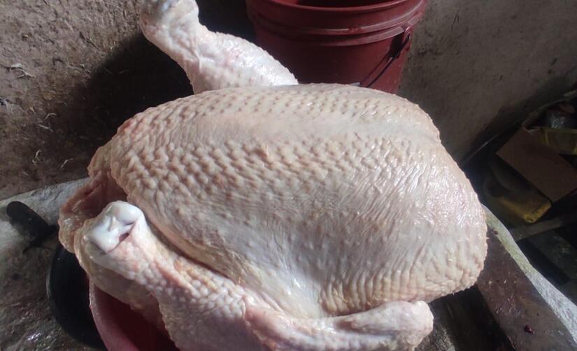 POLLO3