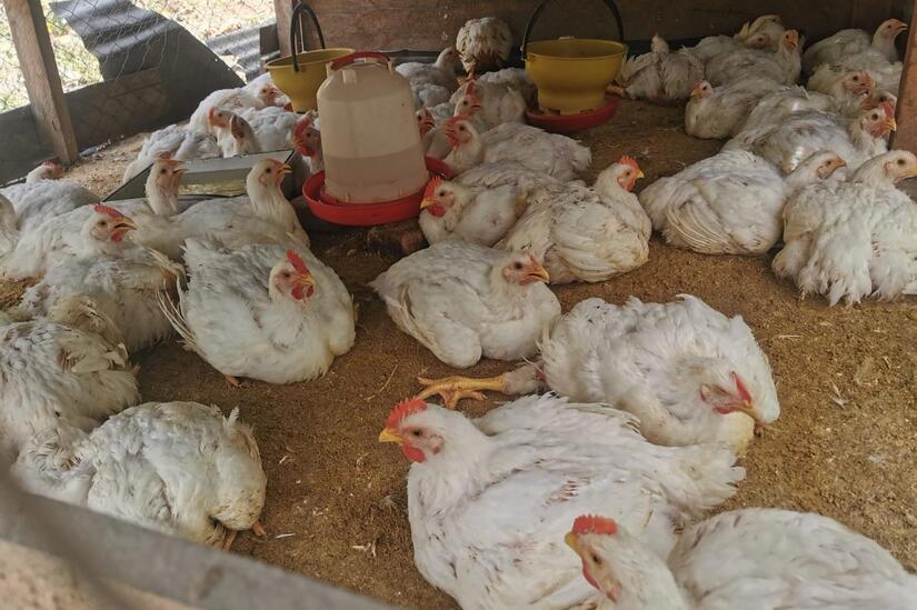 POLLO5