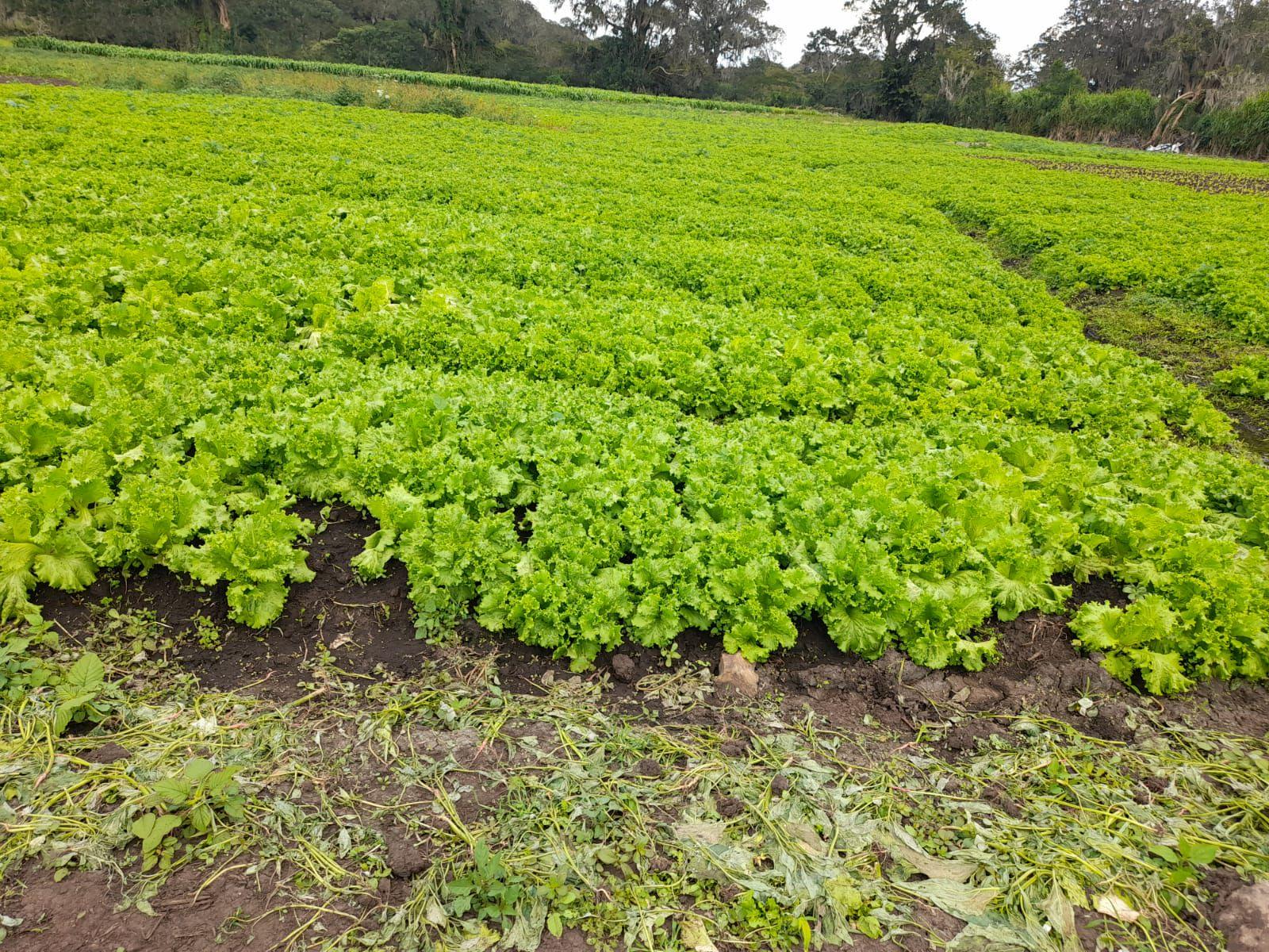 LECHUGA3