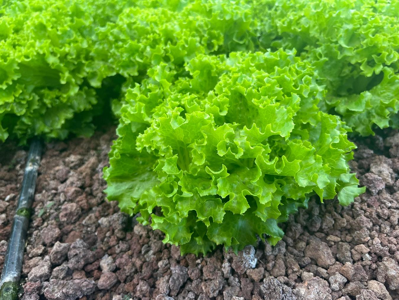 LECHUGA5