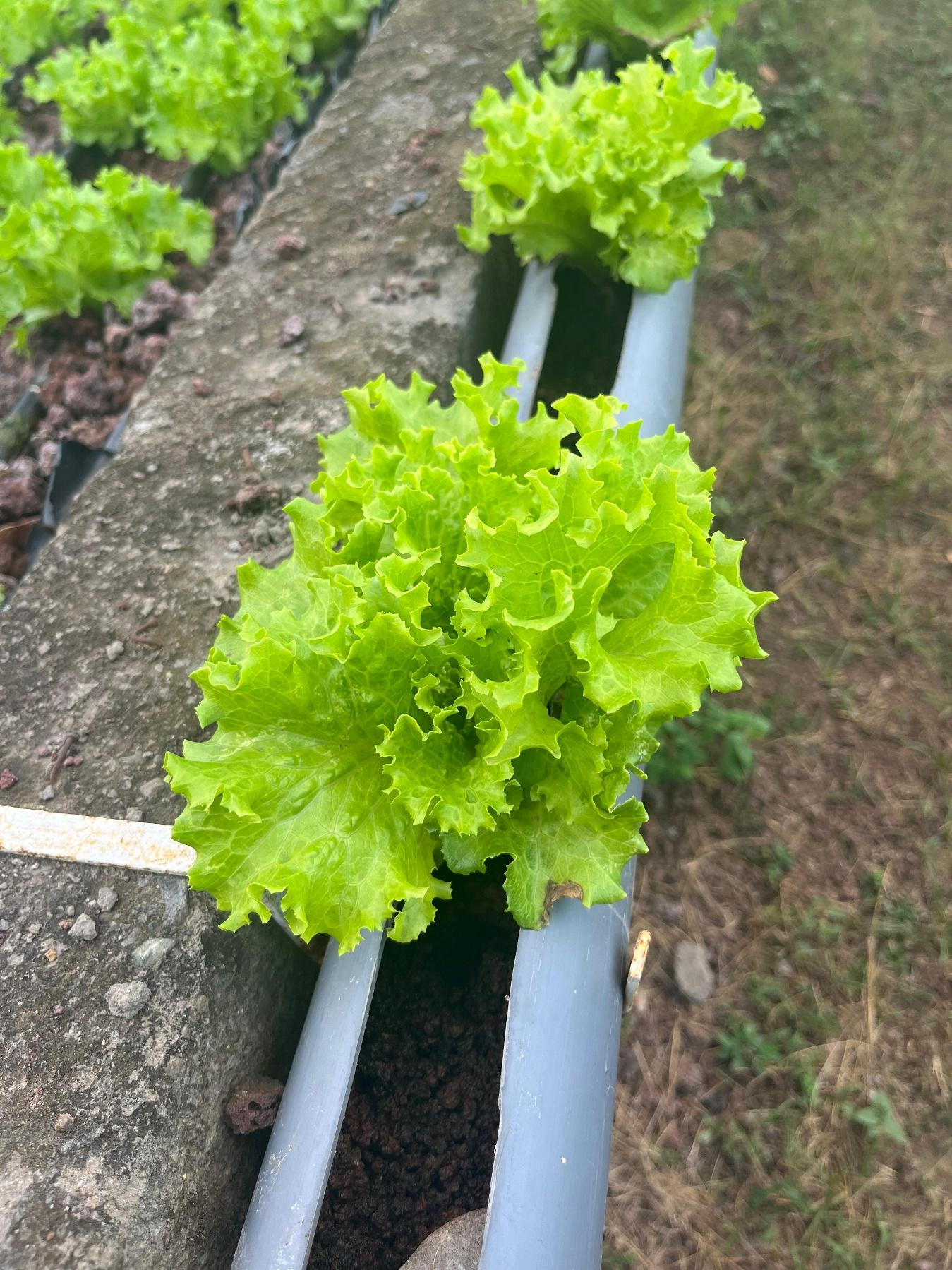 LECHUGA6