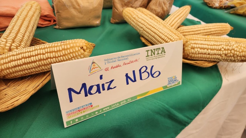 MAIZ7