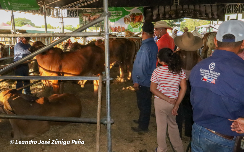 Feria--(38)