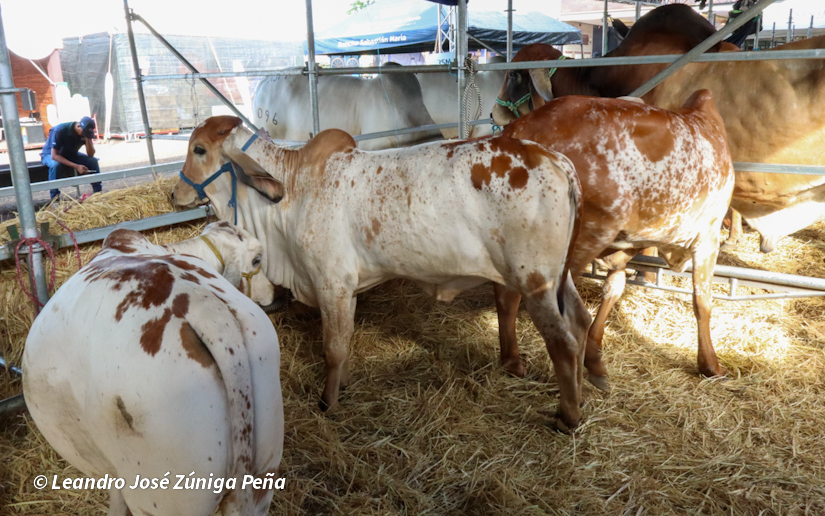 Feria--(52)