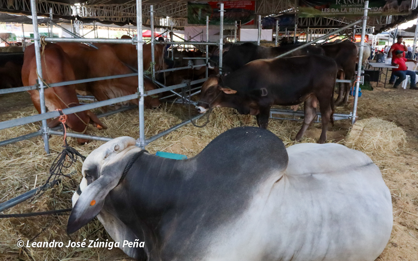Feria--(53)