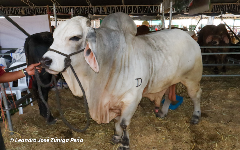 Feria--(55)