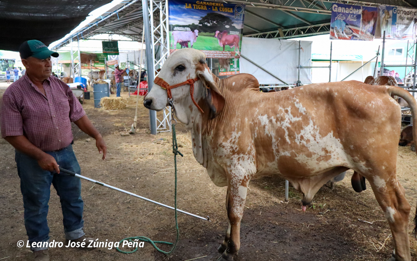 Feria-Ganadera-10