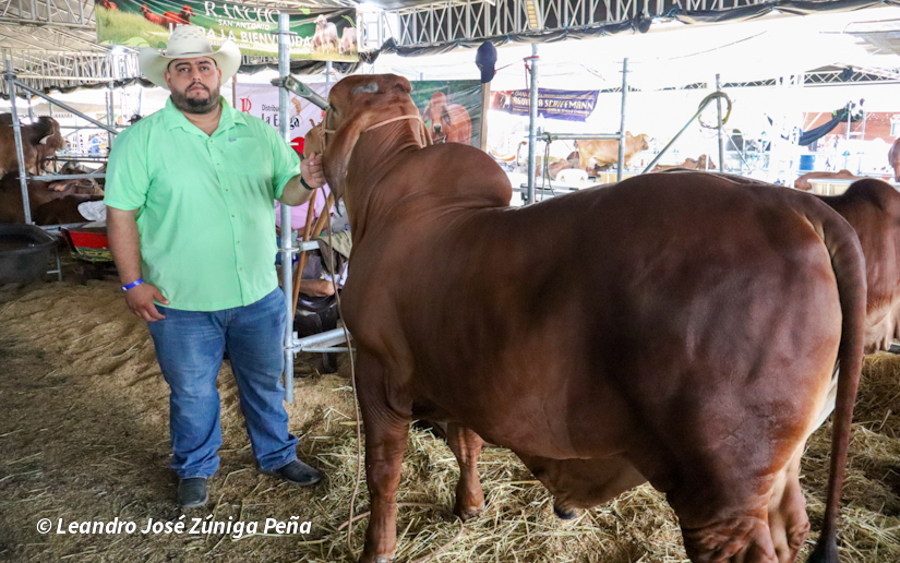Feria-Ganadera-16