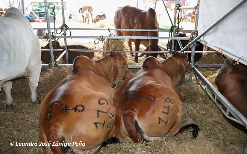 Feria-Ganadera-18
