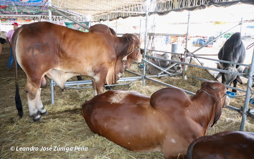 Feria-Ganadera-19