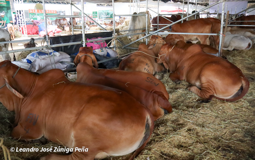 Feria-Ganadera-5