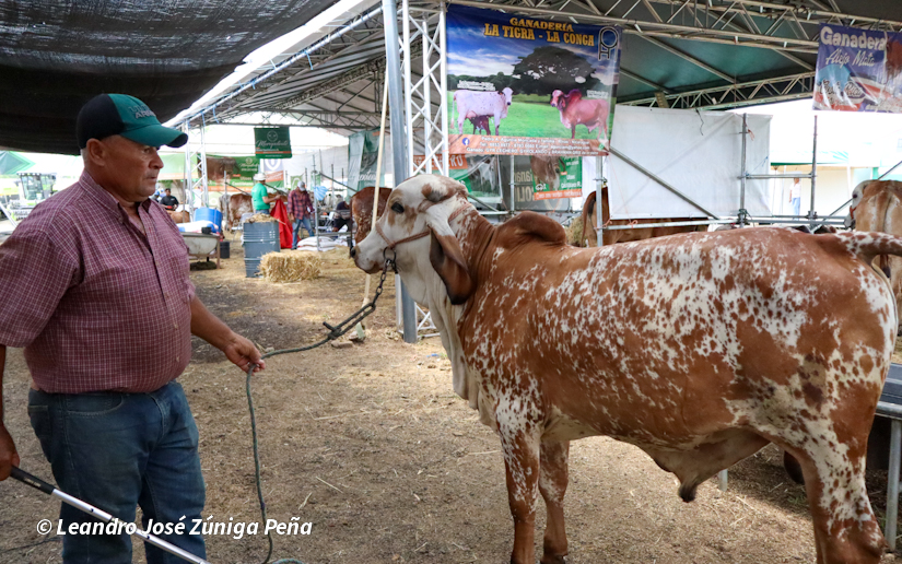 Feria-Ganadera-6