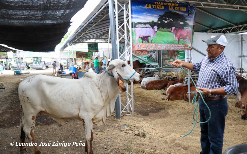 Feria-Ganadera-7