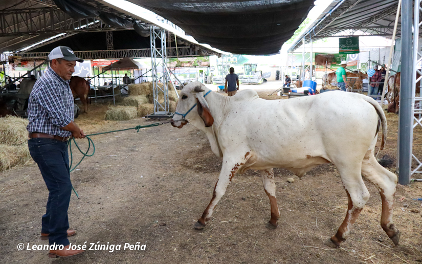 Feria-Ganadera-8
