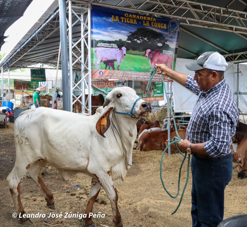Feria-Ganadera-9