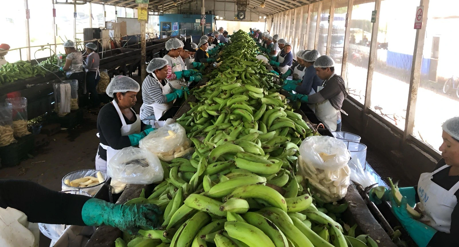PLATANO1