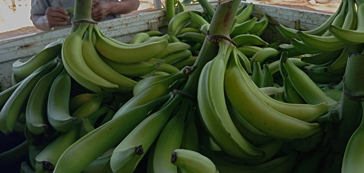 PLATANO2