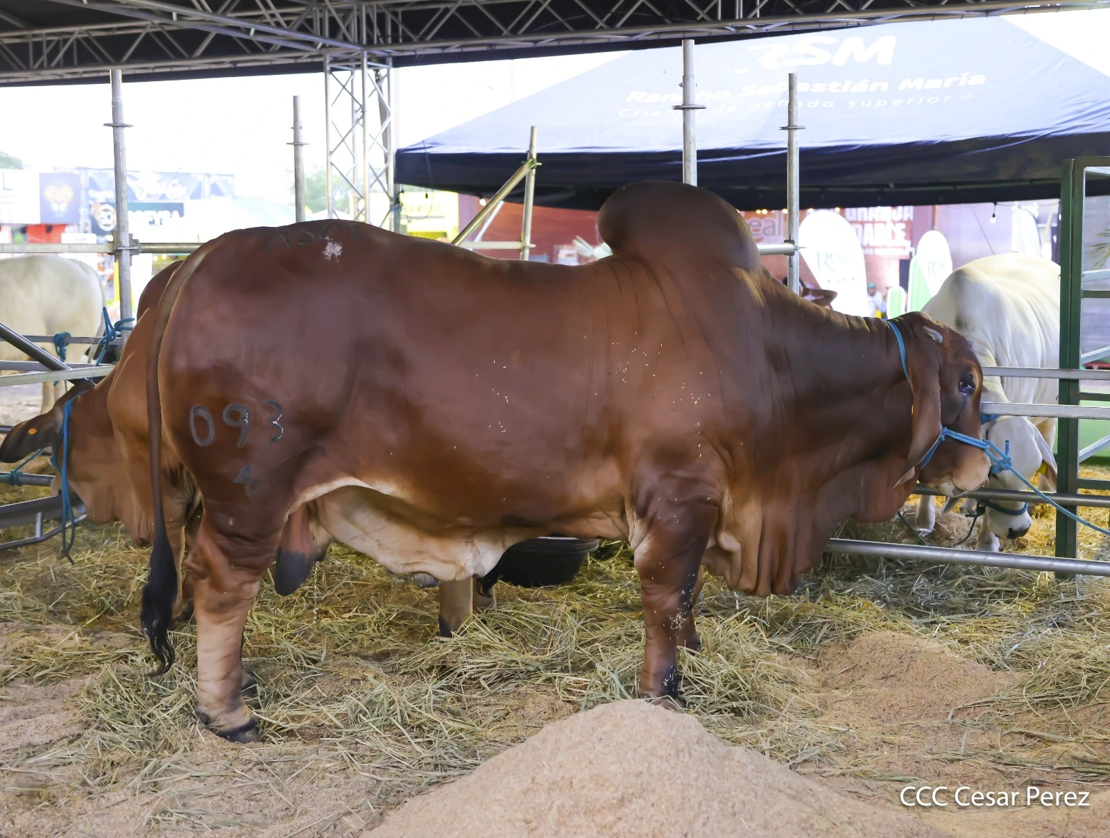 FERIA-(17)