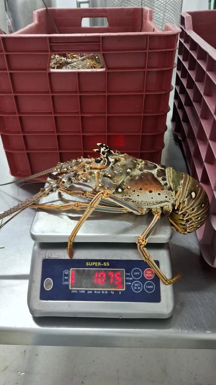INPESCA-(15)