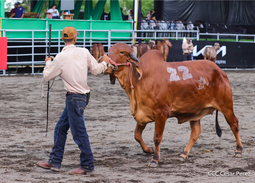 Feria--(4)