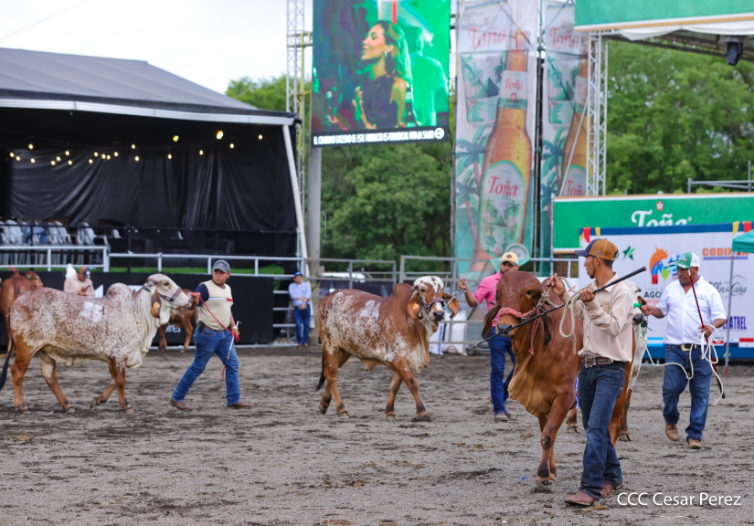 Feria--(5)