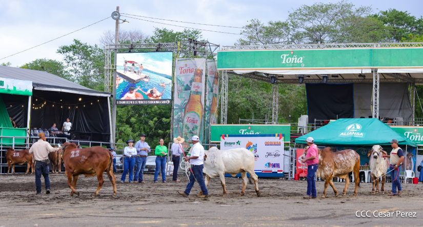 Feria--(6)