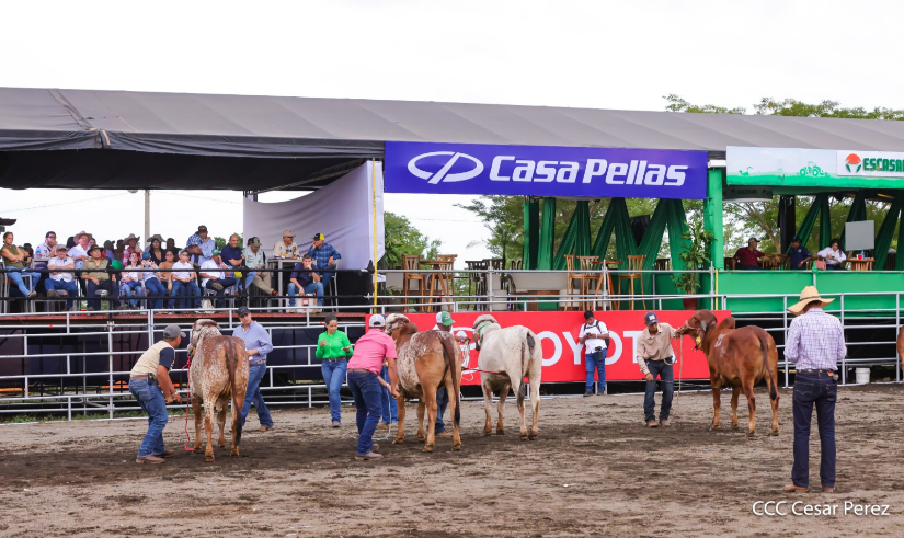 Feria--(9)