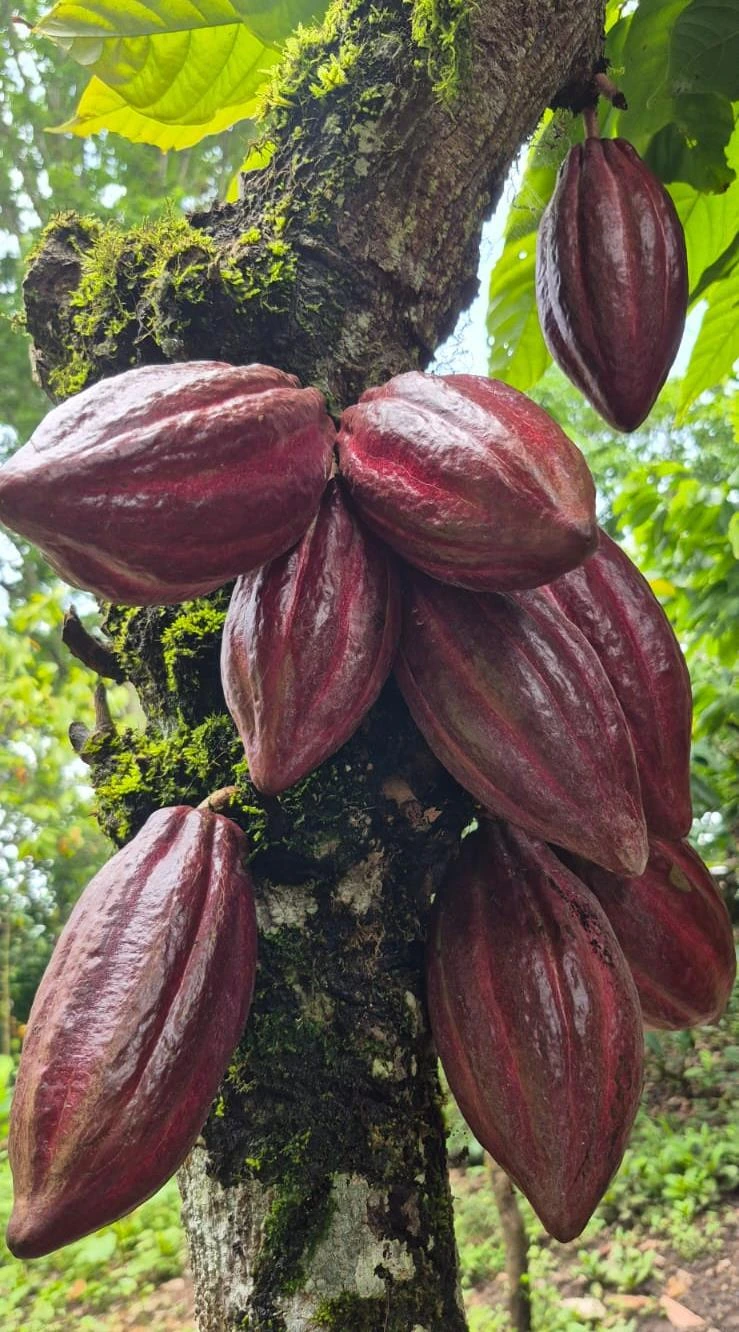 CACAO6