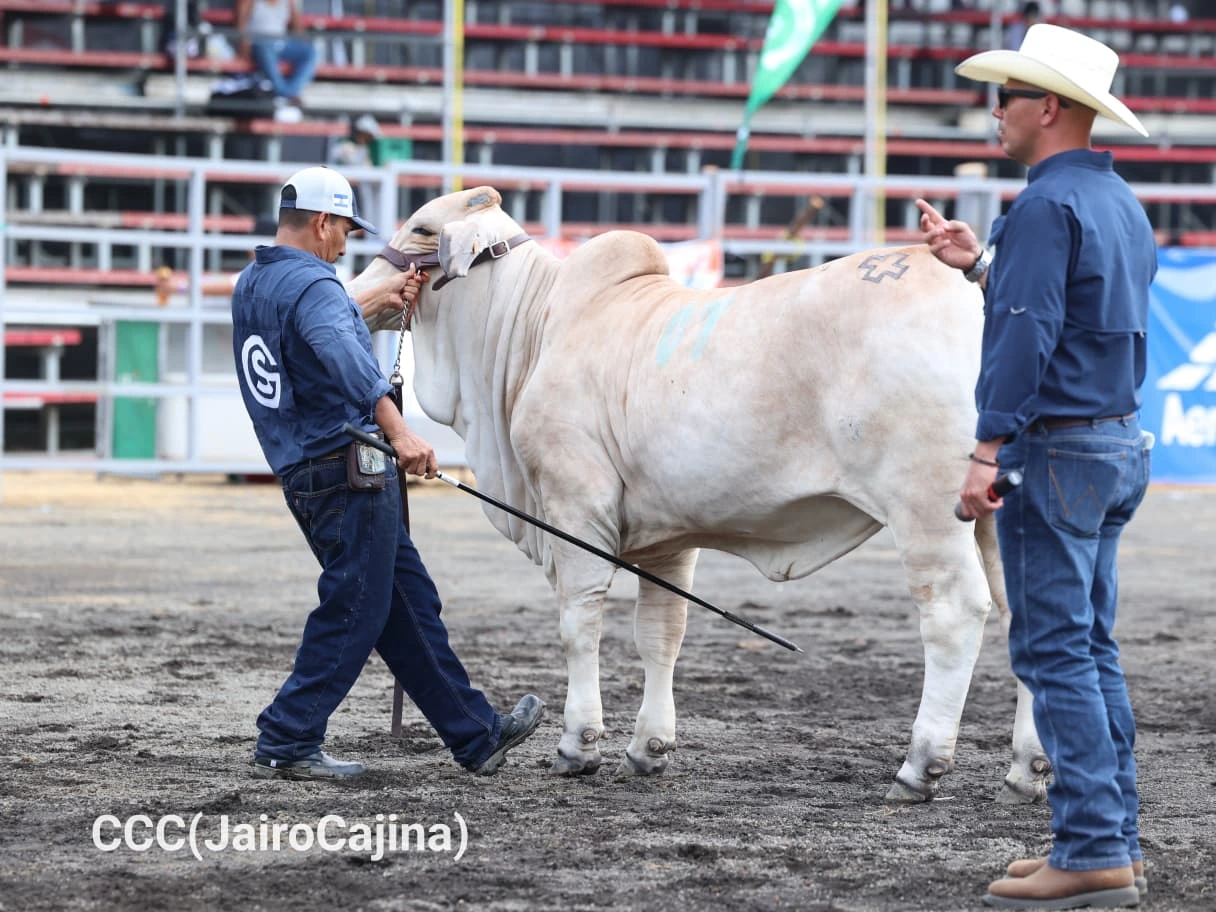 FERIA-(11)