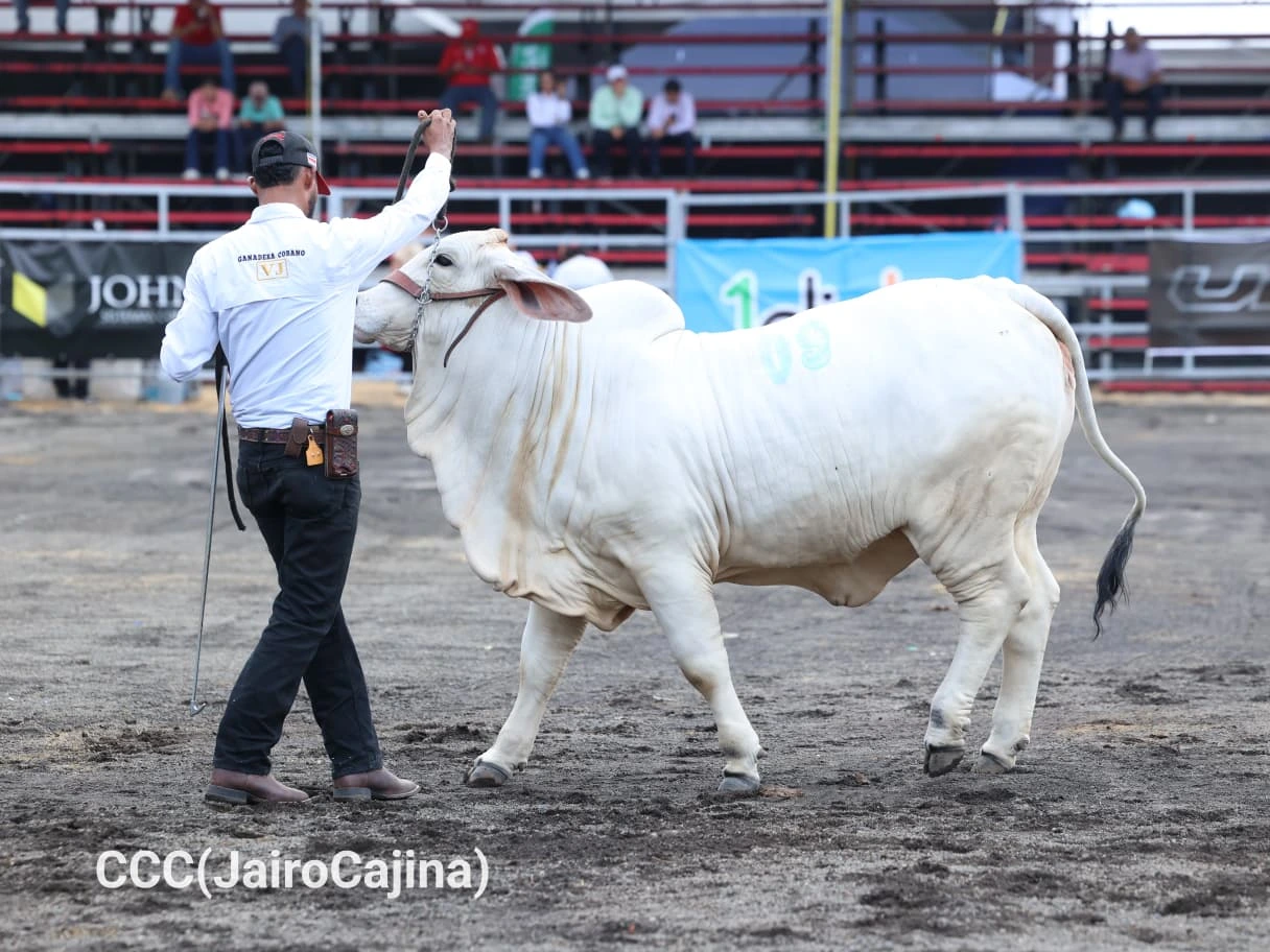 FERIA-(13)