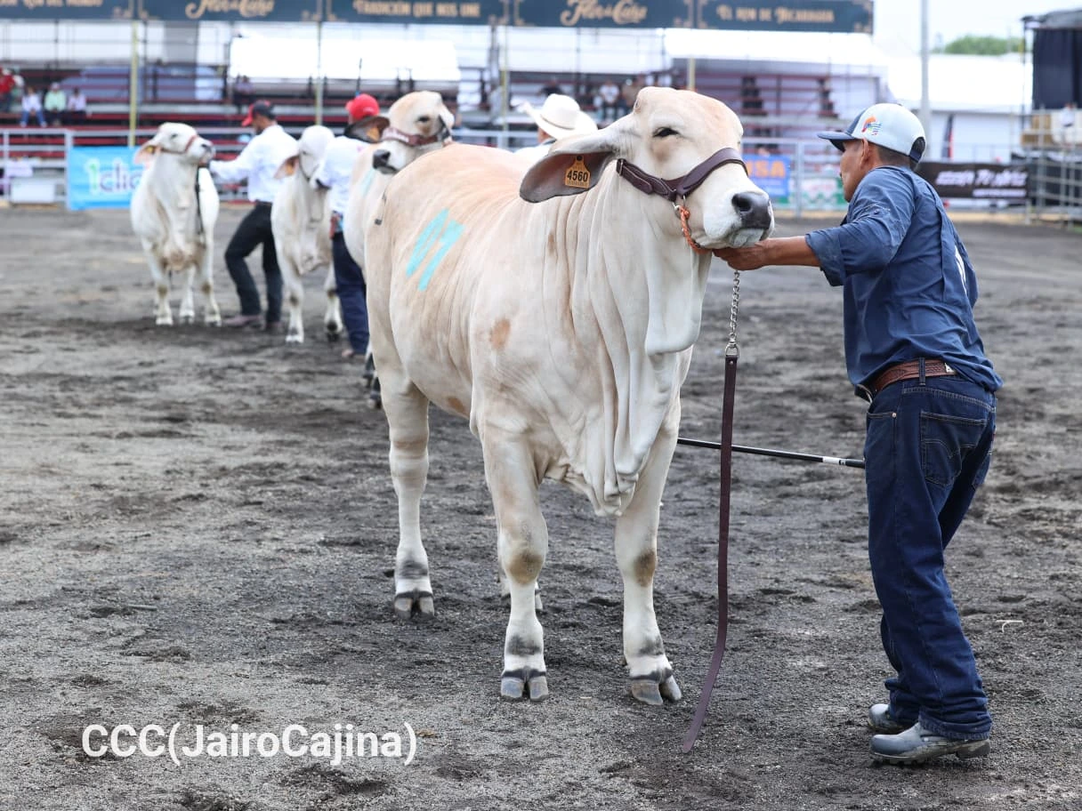 FERIA-(17)