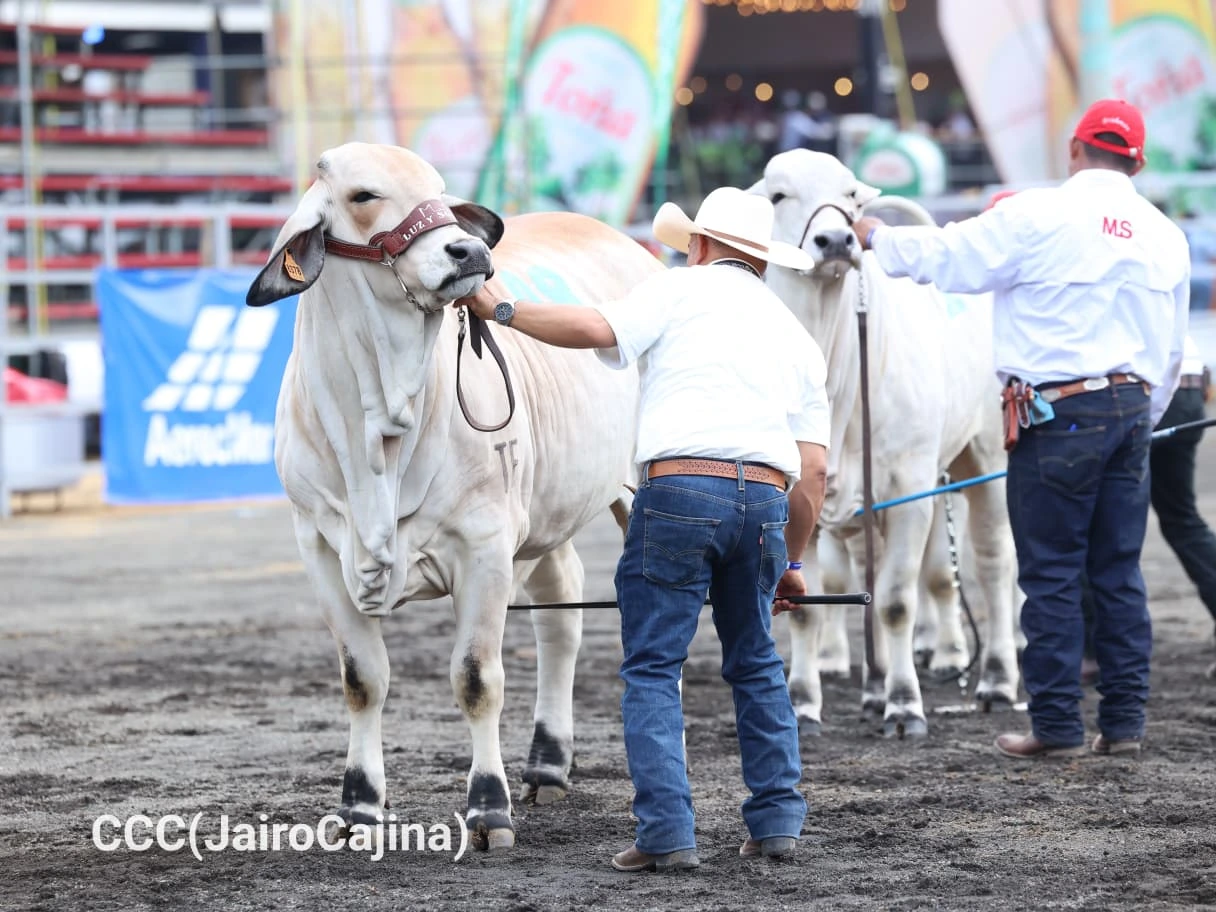 FERIA-(18)
