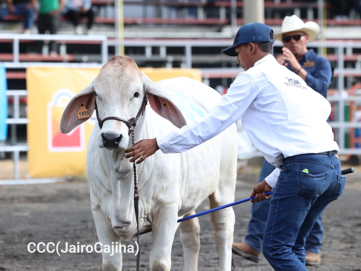 FERIA-(4)