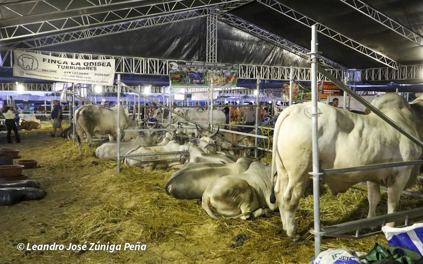 FERIA-(56)