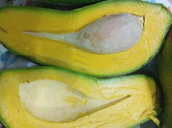 AGUACATE1