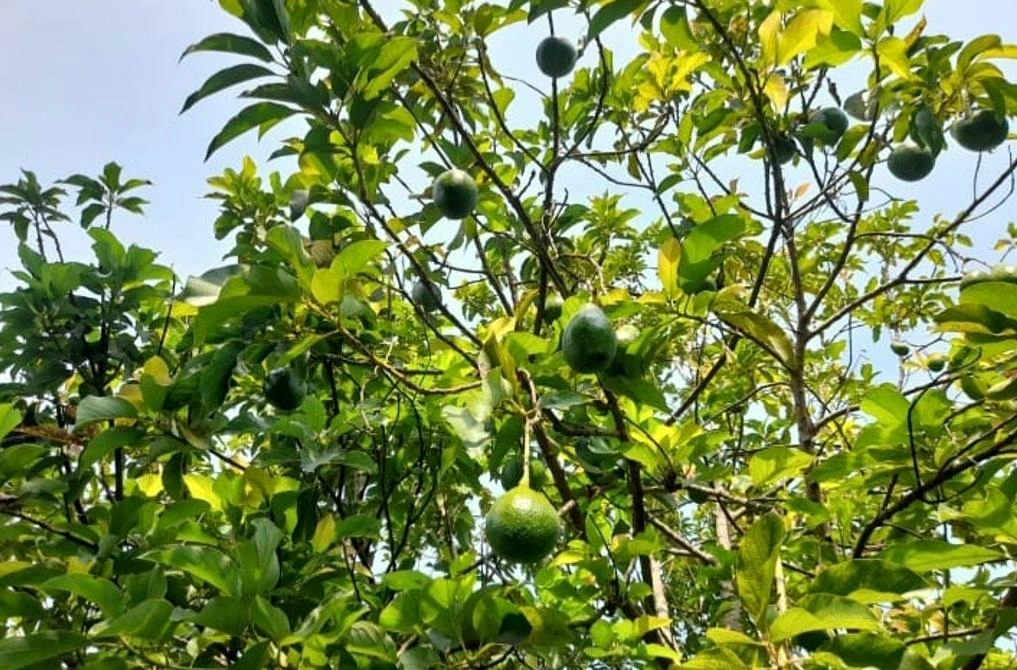 AGUACATE6