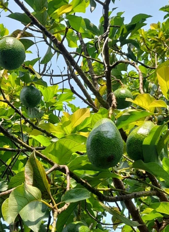AGUACATE7