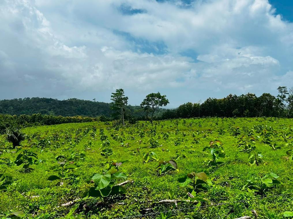 MARENA-4
