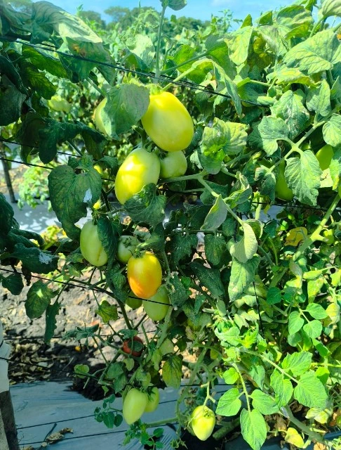 TOMATE3
