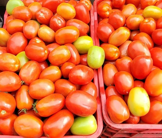 TOMATE5