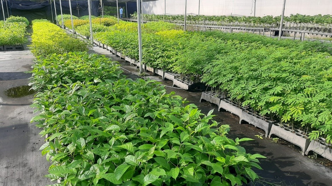 SEMILLAS-FORESTALES10