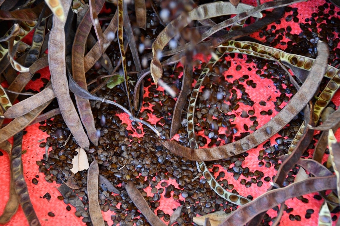 SEMILLAS-FORESTALES6